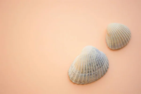 Two White Grey Seashells Pale Brown Beige Table — Stock Photo, Image
