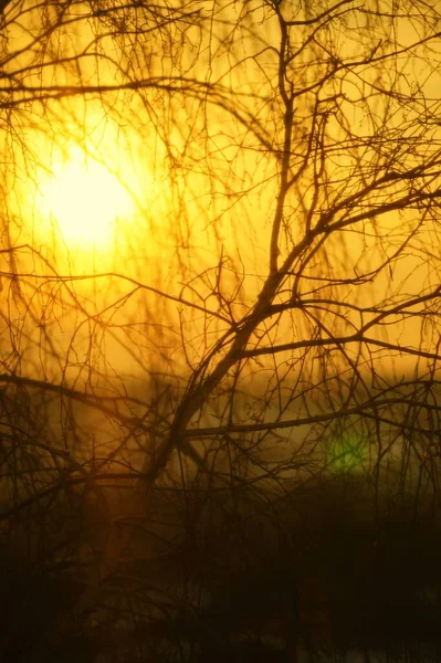 Γυμνά Κλαδιά Δέντρων Φόντο Ουρανού Ηλιοβασιλέματος Ήλιο — Φωτογραφία Αρχείου