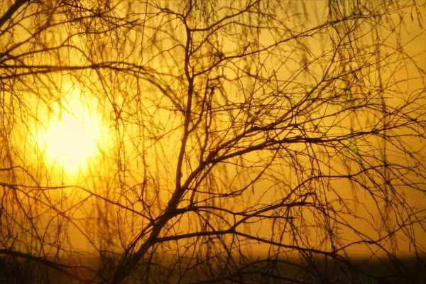 Evening Sun Shines Bare Branches Birch Tree — Stock Photo, Image