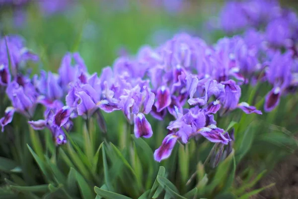 Adoráveis Flores Íris Roxa Com Folhas Verdes Cresce Jardim Primavera — Fotografia de Stock