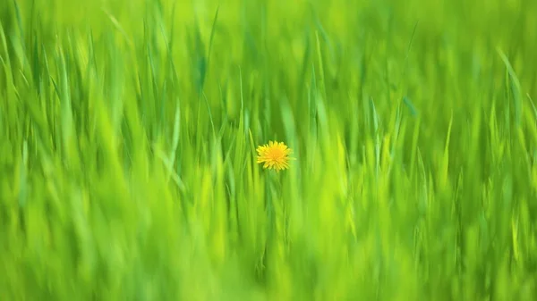 Bujna Zielona Trawa Jeden Żółty Mniszek Środku — Zdjęcie stockowe