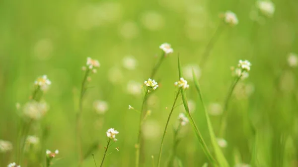 Φύση Φόντο Άγρια Λευκά Λουλούδια Μεταξύ Του Πράσινου Γρασίδι Άνοιξη — Φωτογραφία Αρχείου