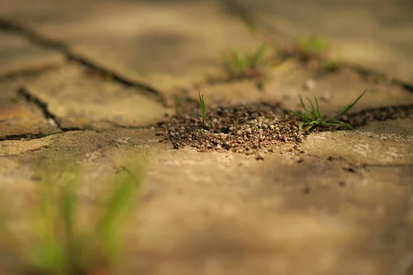 Pequeno Ninho Formigas Chão Pedra Dia Ensolarado — Fotografia de Stock