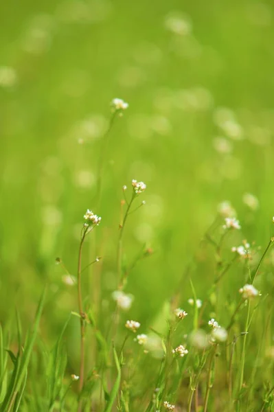 Φυσικό Φόντο Μικρά Λευκά Λουλούδια Πράσινο Γρασίδι — Φωτογραφία Αρχείου