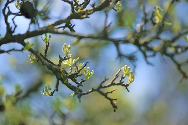 Κλαδί Αχλαδιού Νεαρά Πράσινα Φύλλα Στον Ανοιξιάτικο Κήπο — Φωτογραφία Αρχείου