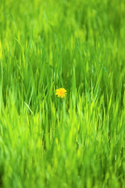 Kwiatowe Tło Świeżą Zieloną Trawą Żółtym Dmuchawcem Centrum — Zdjęcie stockowe