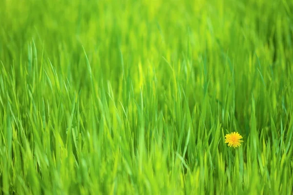 Çiçekli Yeşil Çimenli Köşesinde Sarı Bir Karahindiba Olan — Stok fotoğraf