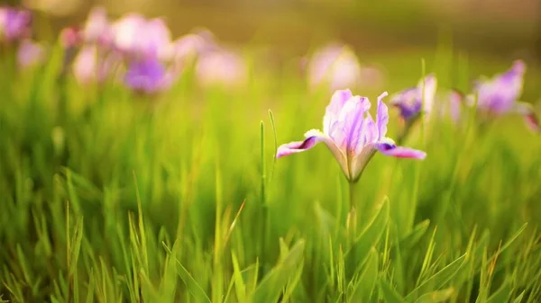 Flores Íris Roxas Com Folhas Verdes Cresce Jardim Primavera — Fotografia de Stock