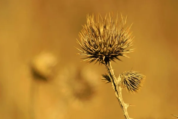 Sharp Thorn Plant Growing Blurry Brown Field — Stock fotografie