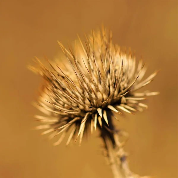 Sharp Thorn Plant Growing Sunny Brown Field Macro Image — Stok fotoğraf