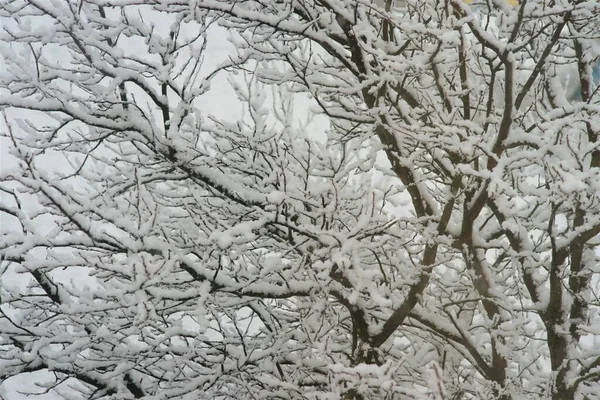 Luchtige Laag Sneeuw Boomtakken Winter — Stockfoto