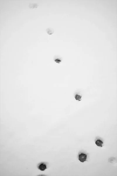 Фон Отпечатками Лап Влажном Белом Первом Снегу — стоковое фото