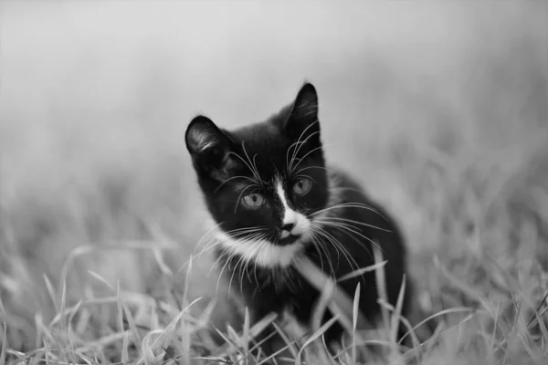 Zwart Wit Kitten Rustend Het Gras Foto Van — Stockfoto
