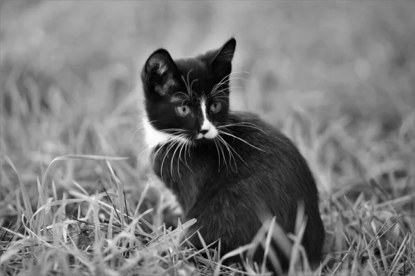黑白小猫咪在花园里休息 — 图库照片