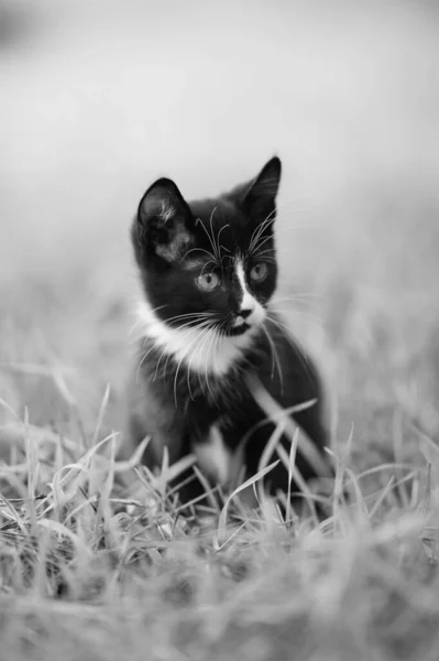 黑白相间的小猫坐在草地上 Bw照片 — 图库照片