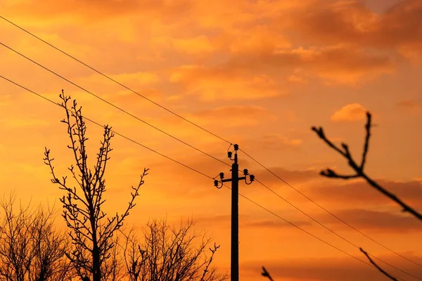 Zwart Silhouet Van Elektriciteitsleidingen Bomen Tegen Avond Zonsondergang Hemel — Stockfoto