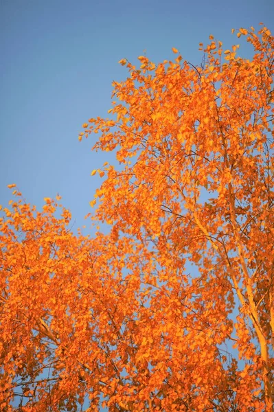Birch Tree Golden Autumn Leaves Blue Sky Background Sunny Day — Stock Photo, Image