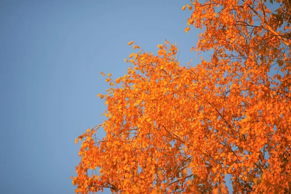 Birch Tree Dark Golden Autumn Leaves Blue Sky Background — Stock Photo, Image