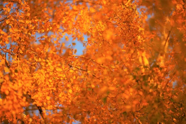 Stock image Amazing birch tree with golden autumn leaves on blue sky background.