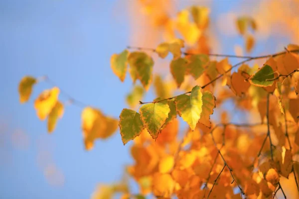 Birch Δέντρο Πράσινα Και Χρυσά Φύλλα Του Φθινοπώρου Μπλε Φόντο — Φωτογραφία Αρχείου