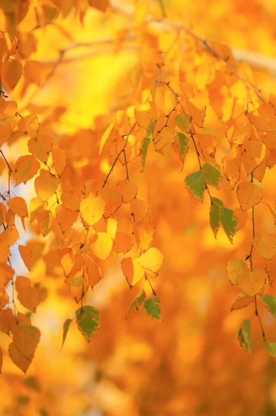 Березове Дерево Золотим Осіннім Листям Фону — стокове фото