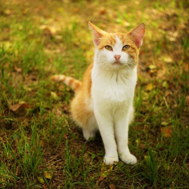 Sonbahar bahçesinde kızıl beyaz bir kedinin portresi