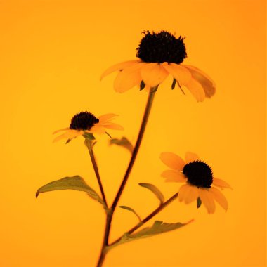 Turuncu arka planda üç sarı çiçek buketi.