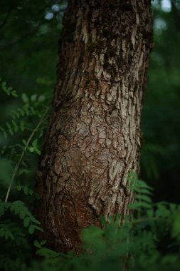 İlkbahar ormanında yeşil yapraklı bir ağaç gövdesi..