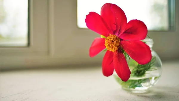 Red peony flower in a vase on white windowsill.