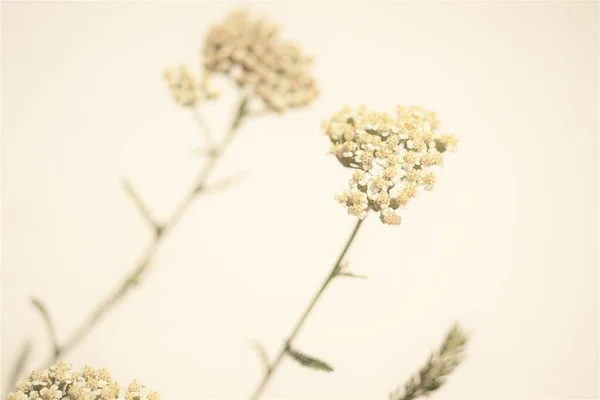 Natural background with yarrow flowers on beige wall.