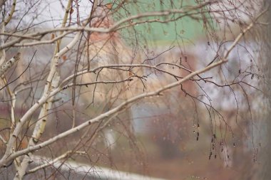 Bare branches of birch tree in raindrops, against the background of rural houses in autumn day
