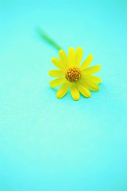 Small yellow fresh spring flower on a lovely marine table.