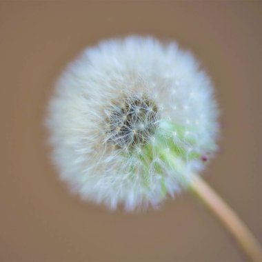 Fluffy dandelion flower on brown wall background, copy space.