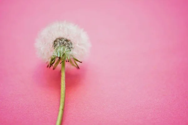 Fluffy dandelion flower on vivid pink table.