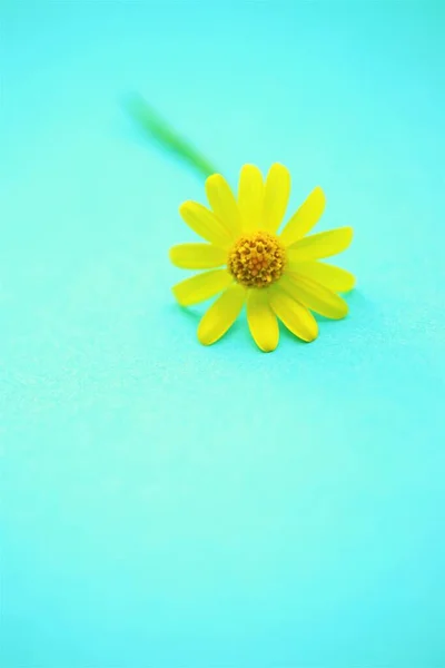 Kleine Gelbe Frühlingsblume Auf Einem Schönen Tisch Meer — Stockfoto