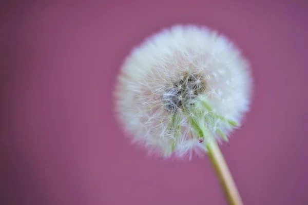 Fluffy Dandelion Flower Pale Pink Wall Background — Stock Photo, Image