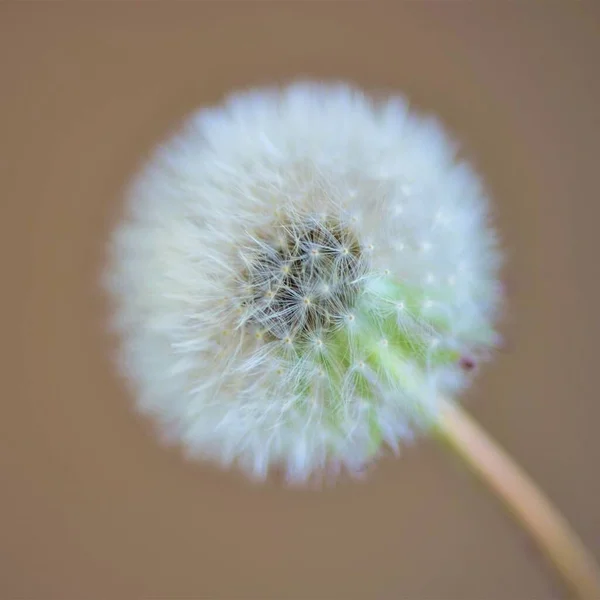 Fluffy Dandelion Flower Brown Wall Background Copy Space — 스톡 사진
