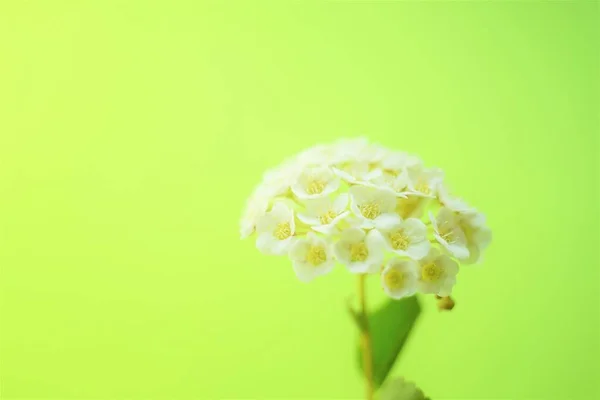 Cute white flowers on a neon green background.