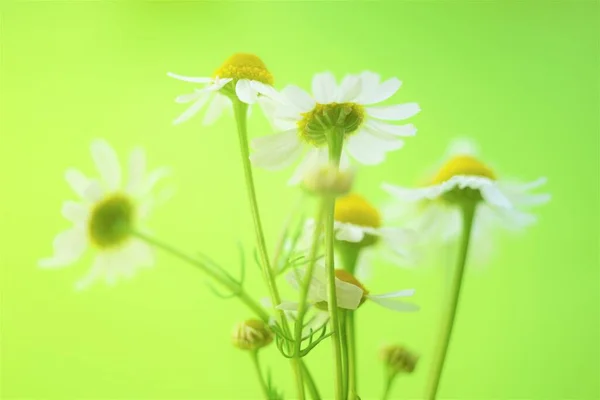 鮮やかな緑色の背景に白いカモミールの花 — ストック写真