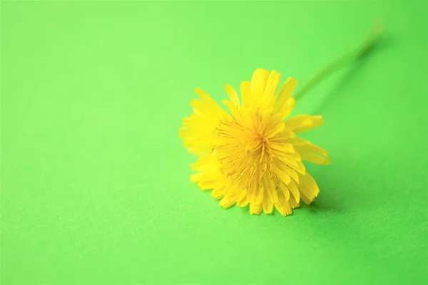 Piękny Żółty Kwiat Zielonym Stole Przestrzeń Kopiowania — Zdjęcie stockowe
