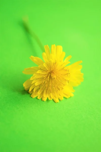 Piękny Żółty Kwiat Zielonym Stole — Zdjęcie stockowe