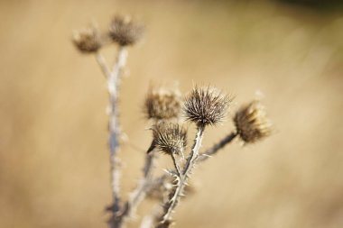 Thorn dry plant bush growing in sunny field
