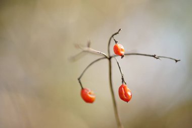 Hawthorn red berries on the branch in sunny garden, art card.