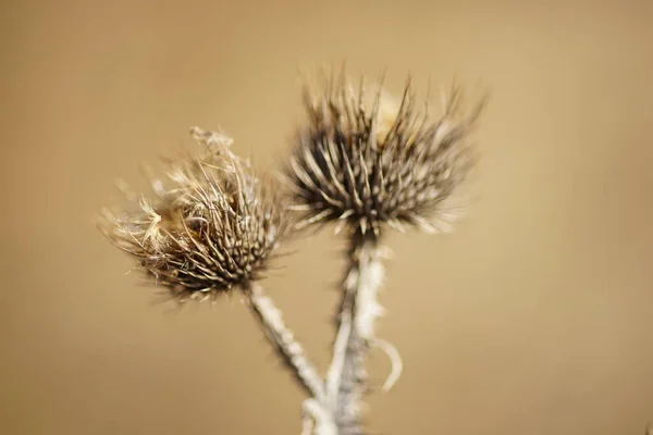 Thorn Dry Plant Sunny Day Macro Image — Stok fotoğraf
