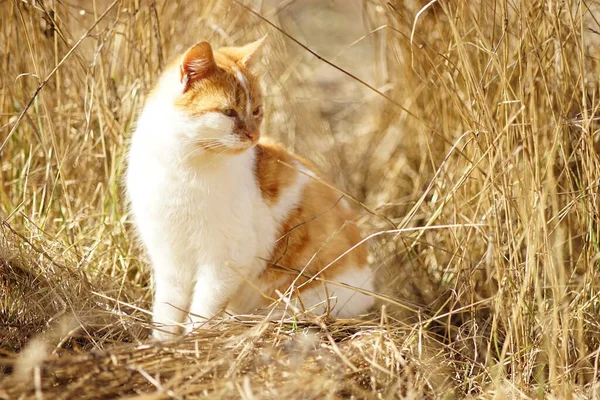 Ingwer Weiße Katze Sitzt Sonnigen Trockenen Gras — Stockfoto