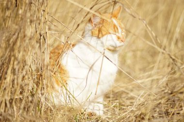 Ginger white cat with closed eyes rest in tall sunny dry grass.