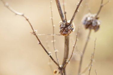 Dry plant bush with thin branches growing in sunny field