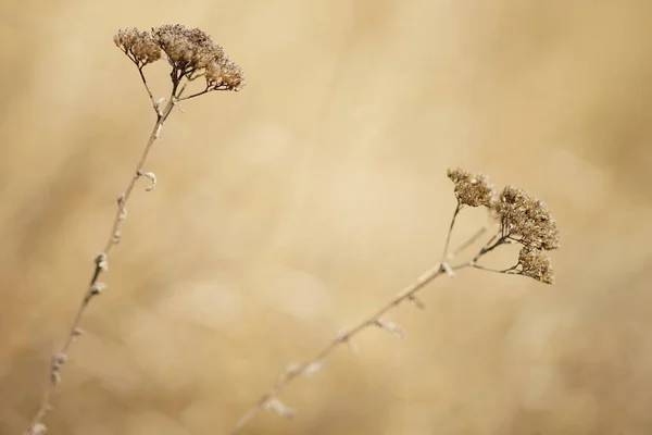 Dry Yarrow Branches Growing Sunny Field — Fotografia de Stock