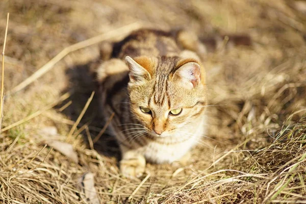 Tabby Cat Rest Sunny Dry Grass — Zdjęcie stockowe