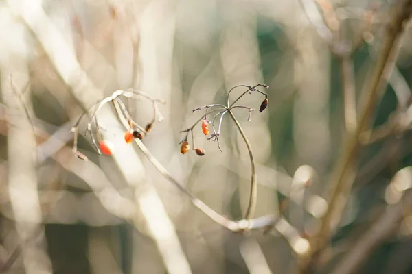 Hawthorn Red Berries Branch Sunny Garden — Stockfoto